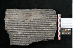Foto (Objekt + Etikett) von Sigillaria elongata Brongniart (NHMW-GEO-2024-0188-11051)